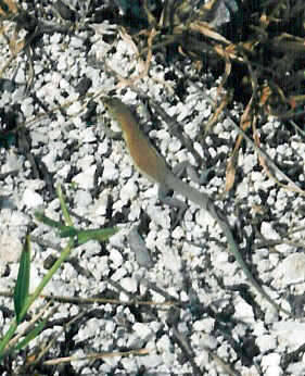 Image of Rodeck's Whiptail