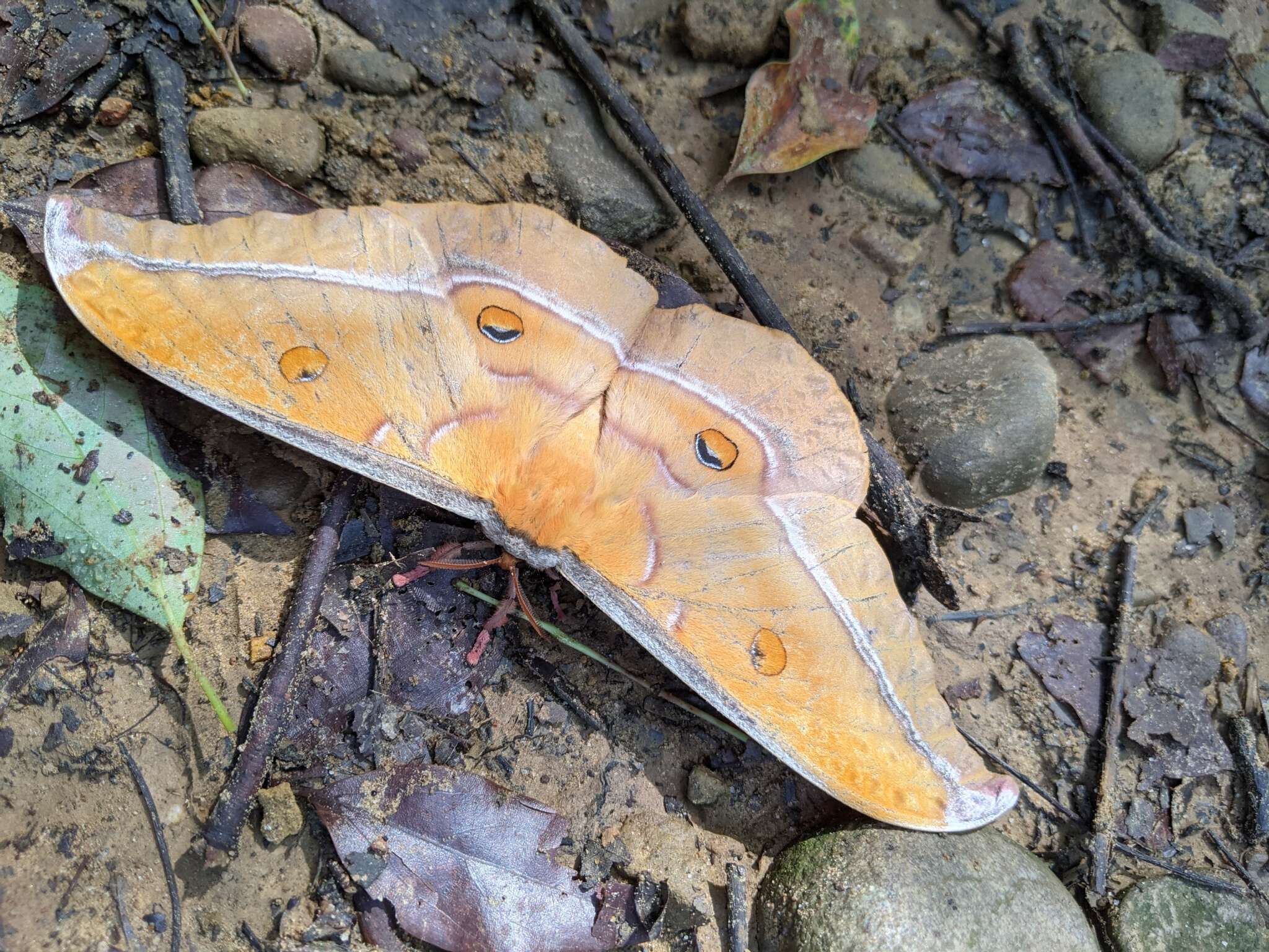 Image of Antheraea formosana Sonan 1937