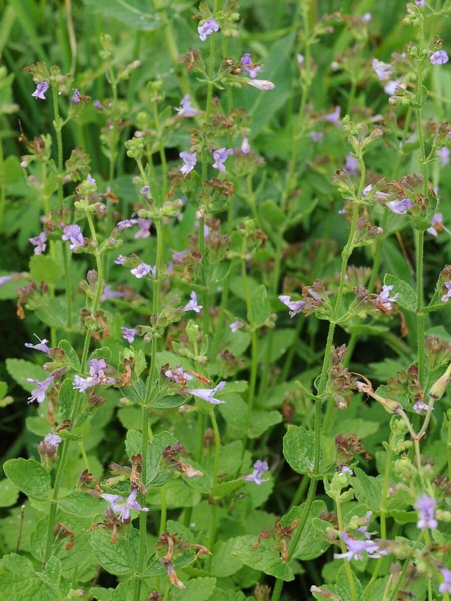 Lophanthus schrenkii Levin resmi