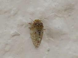 Image of Olive psyllid