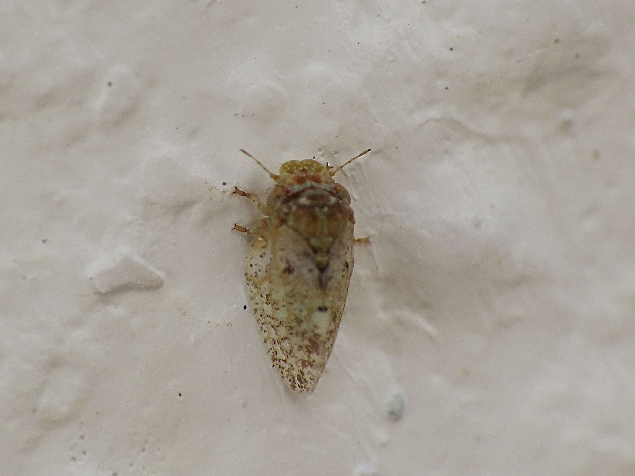 Image of Olive psyllid