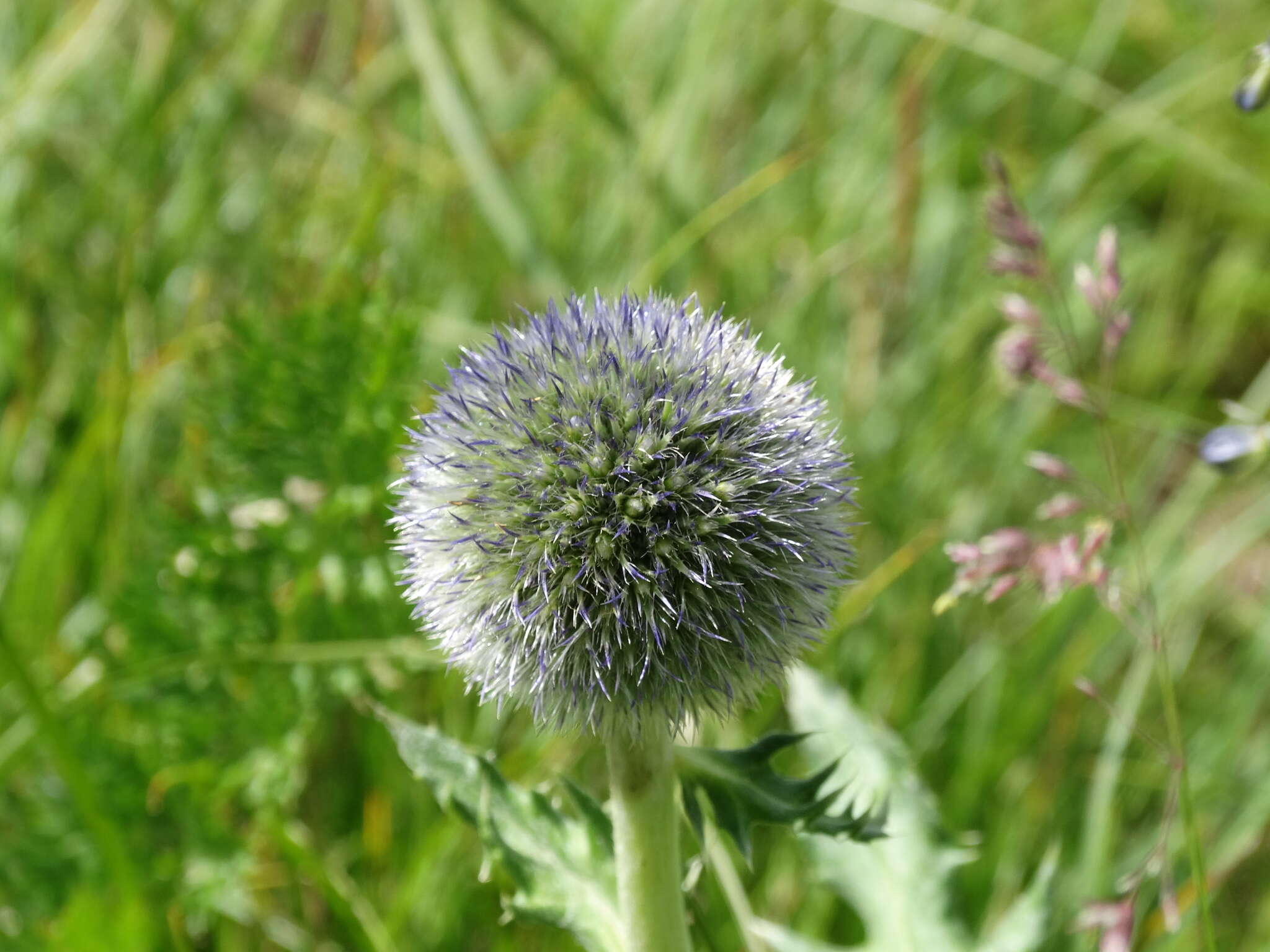 Image of Echinops gmelinii Turcz.