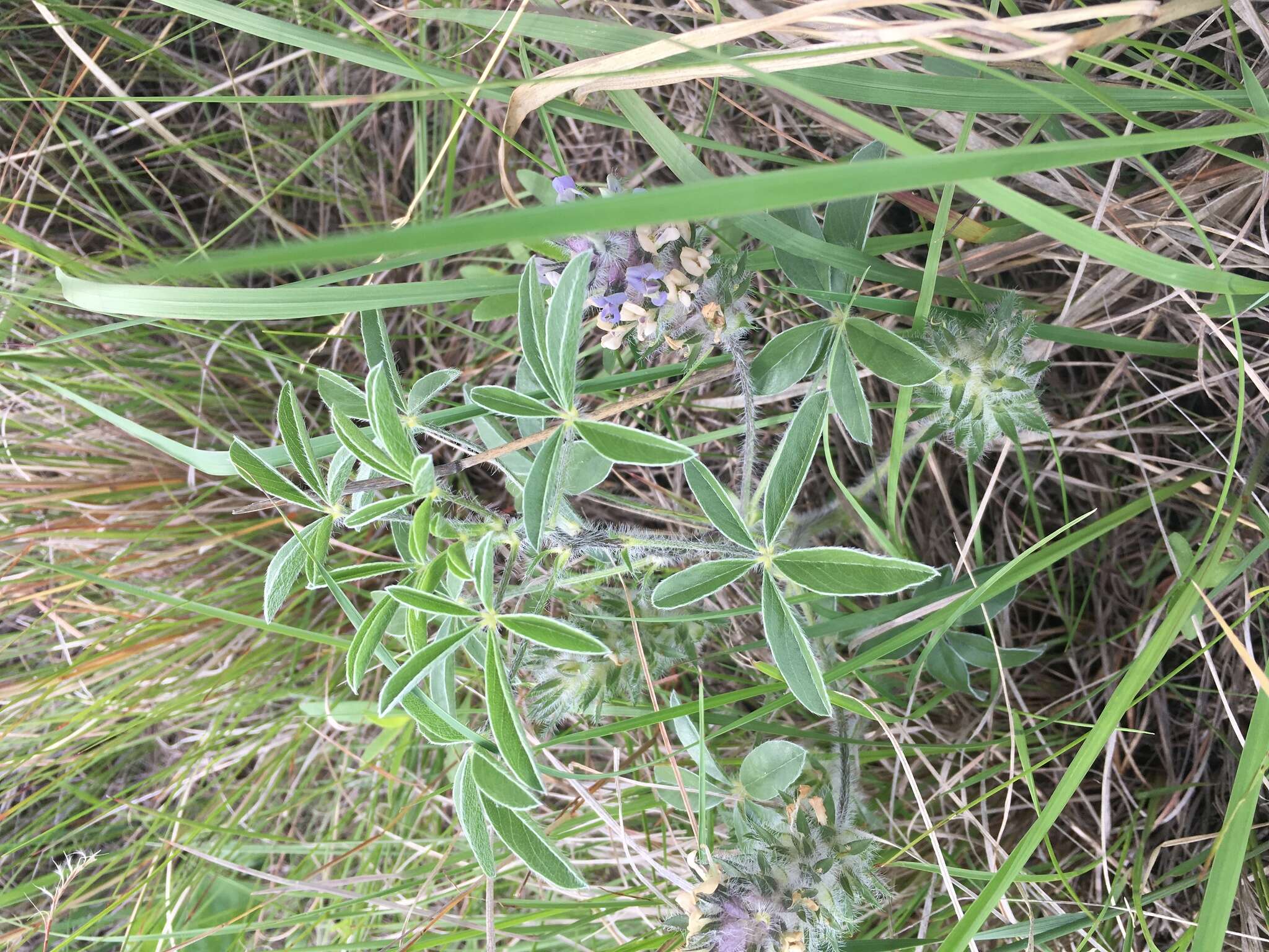 Image of large Indian breadroot