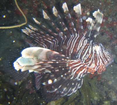 Pterois miles (Bennett 1828) resmi