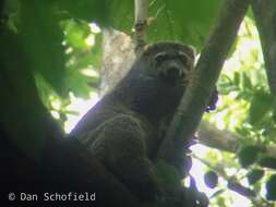 Image of Ailuropinae Flannery, Archer & Maynes 1987