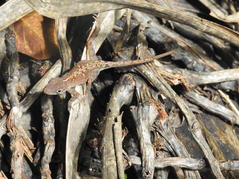 Image of Anolis hispaniolae Köhler, Zimmer, Mcgrath & Hedges 2019