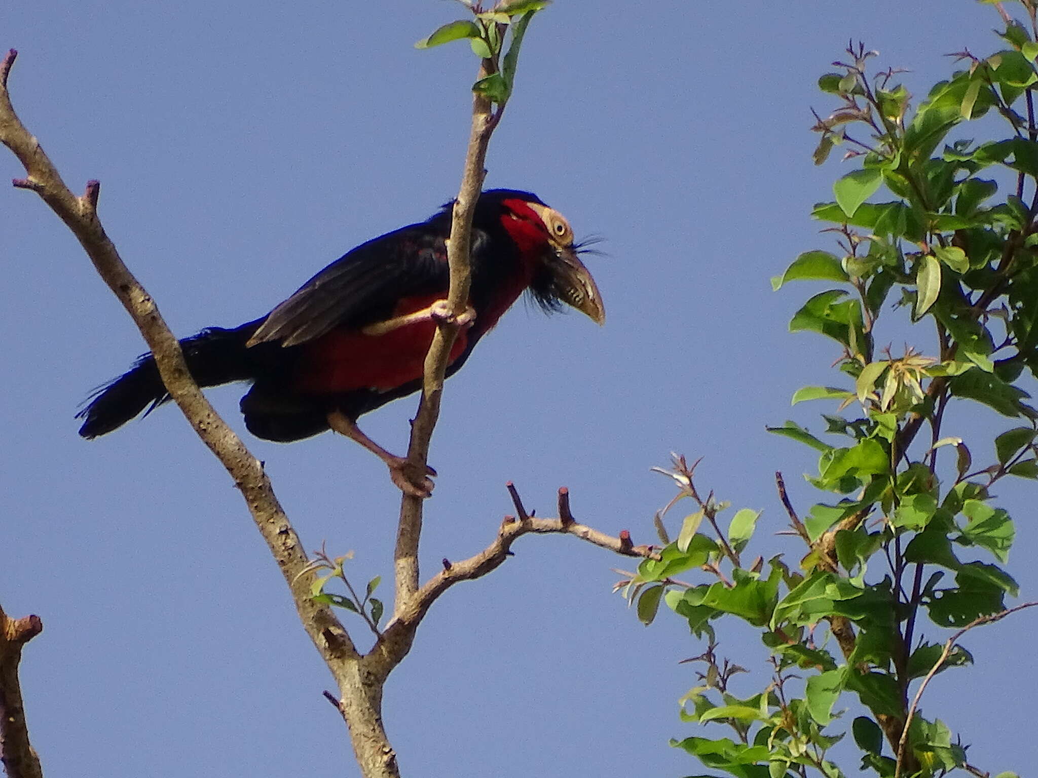 Image of Bearded Barbet