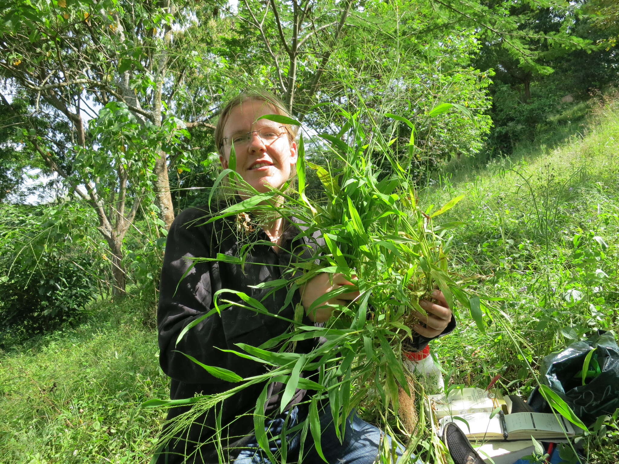 Image of velvet crabgrass