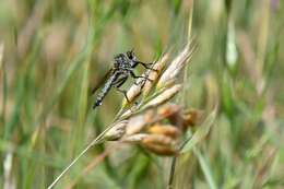 صورة Dysmachus fuscipennis (Meigen 1820)