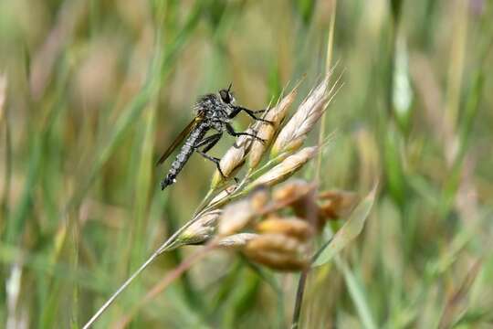 صورة Dysmachus fuscipennis (Meigen 1820)