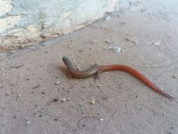 Image of Red Forest Skink