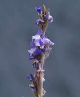 Image of Tillandsia duratii Vis.