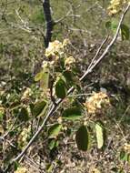 Image de Amelanchier humilis Wiegand