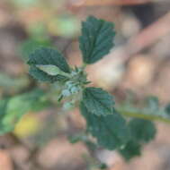 Image of Hermannia boraginiflora Hook.