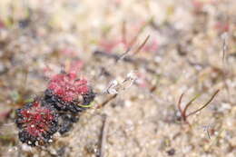 Image of Drosera patens Lowrie & Conran