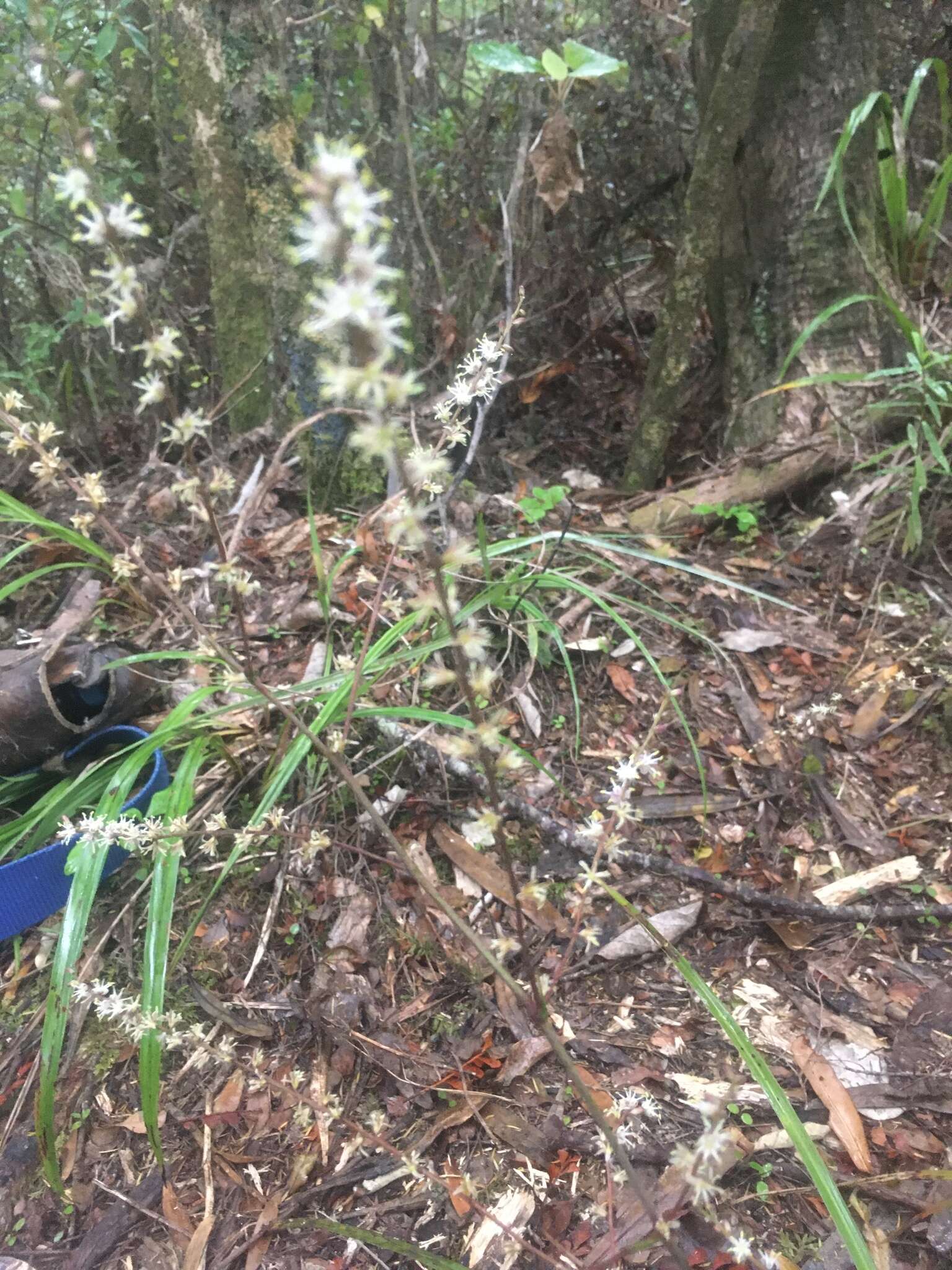 Image of Cordyline pumilio Hook. fil.