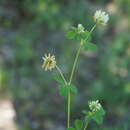 Image of Trifolium tumens M. Bieb.