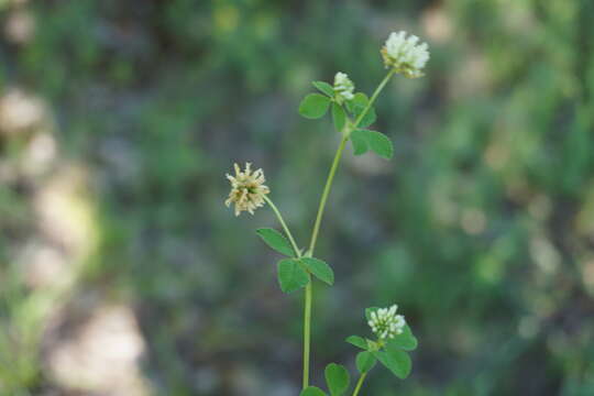 Sivun Trifolium tumens M. Bieb. kuva