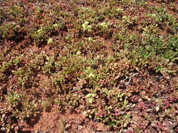 Image of Crassula pubescens subsp. radicans (Haw.) Tölken