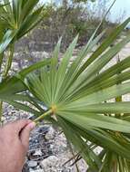 Image of white thatch palm