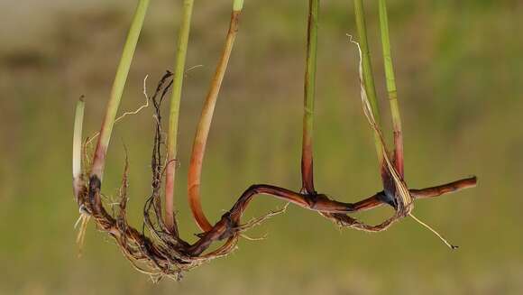 Image of Eleocharis palustris subsp. waltersii