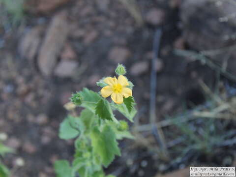 صورة Pseudabutilon virgatum (Cav.) P. A. Fryxell