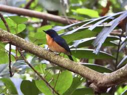 Image de Gobemouche des mangroves