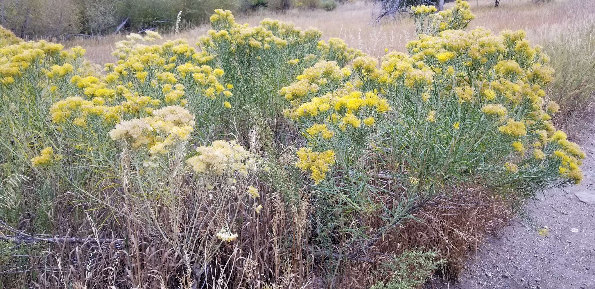 Imagem de Ericameria nauseosa var. graveolens (Nutt.) Reveal & Schuyler