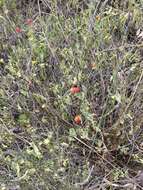 Image of Capsicum chacoense A. T. Hunziker