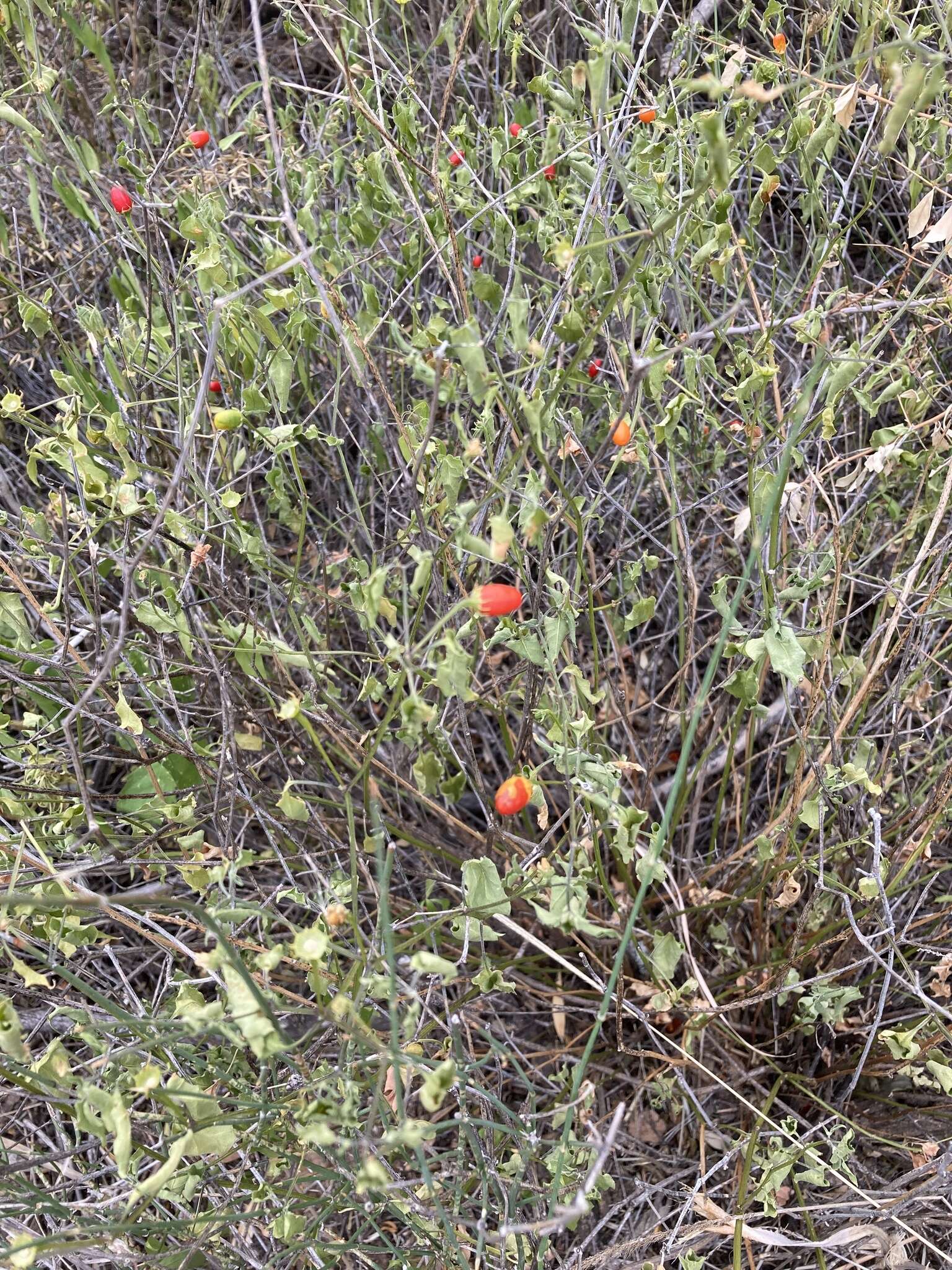 Image of Capsicum chacoense A. T. Hunziker