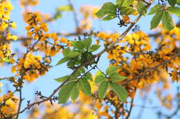 Image of Pterocarpus acapulcensis Rose