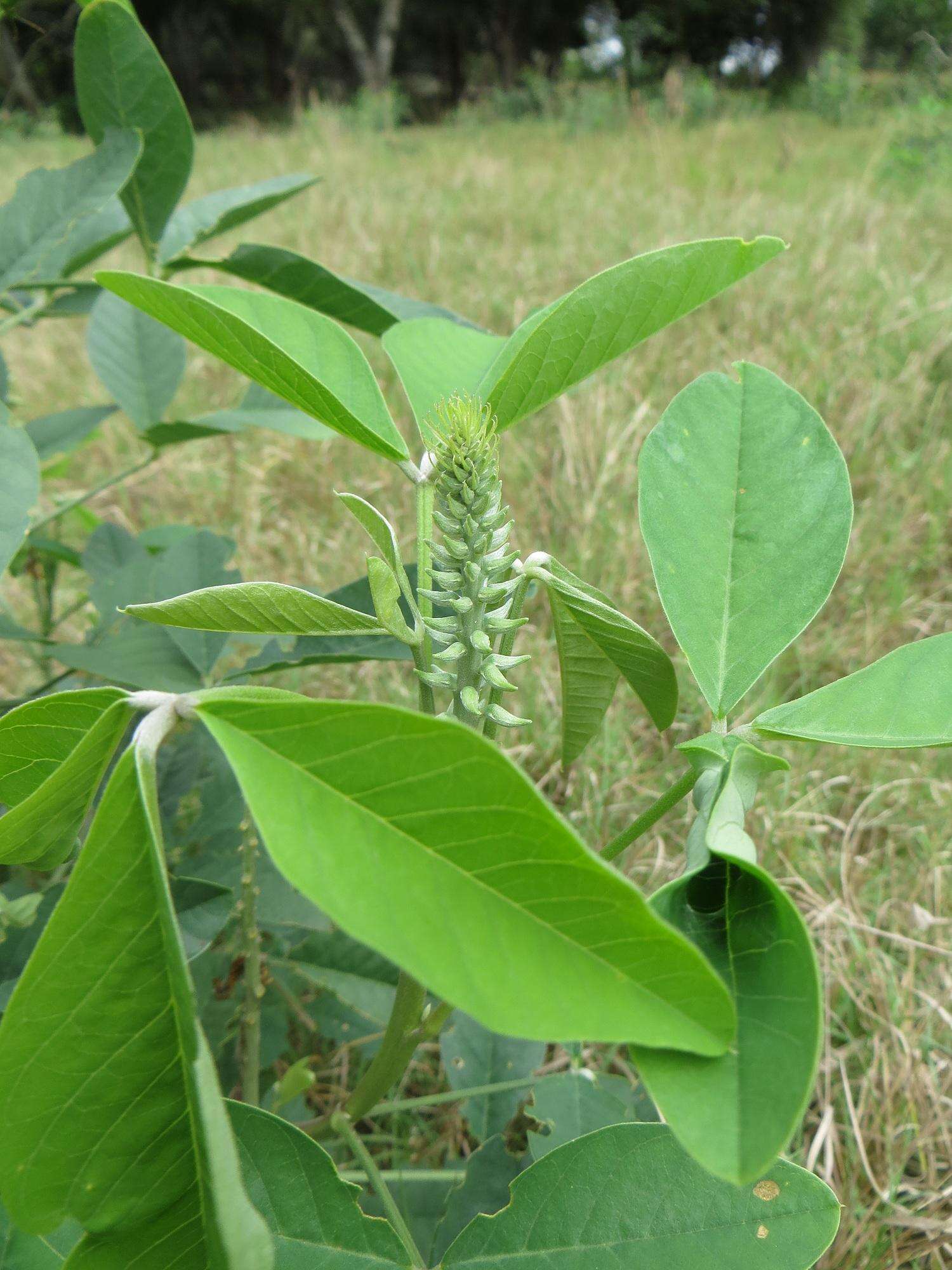 Image of Crotalaria pallida var. pallida