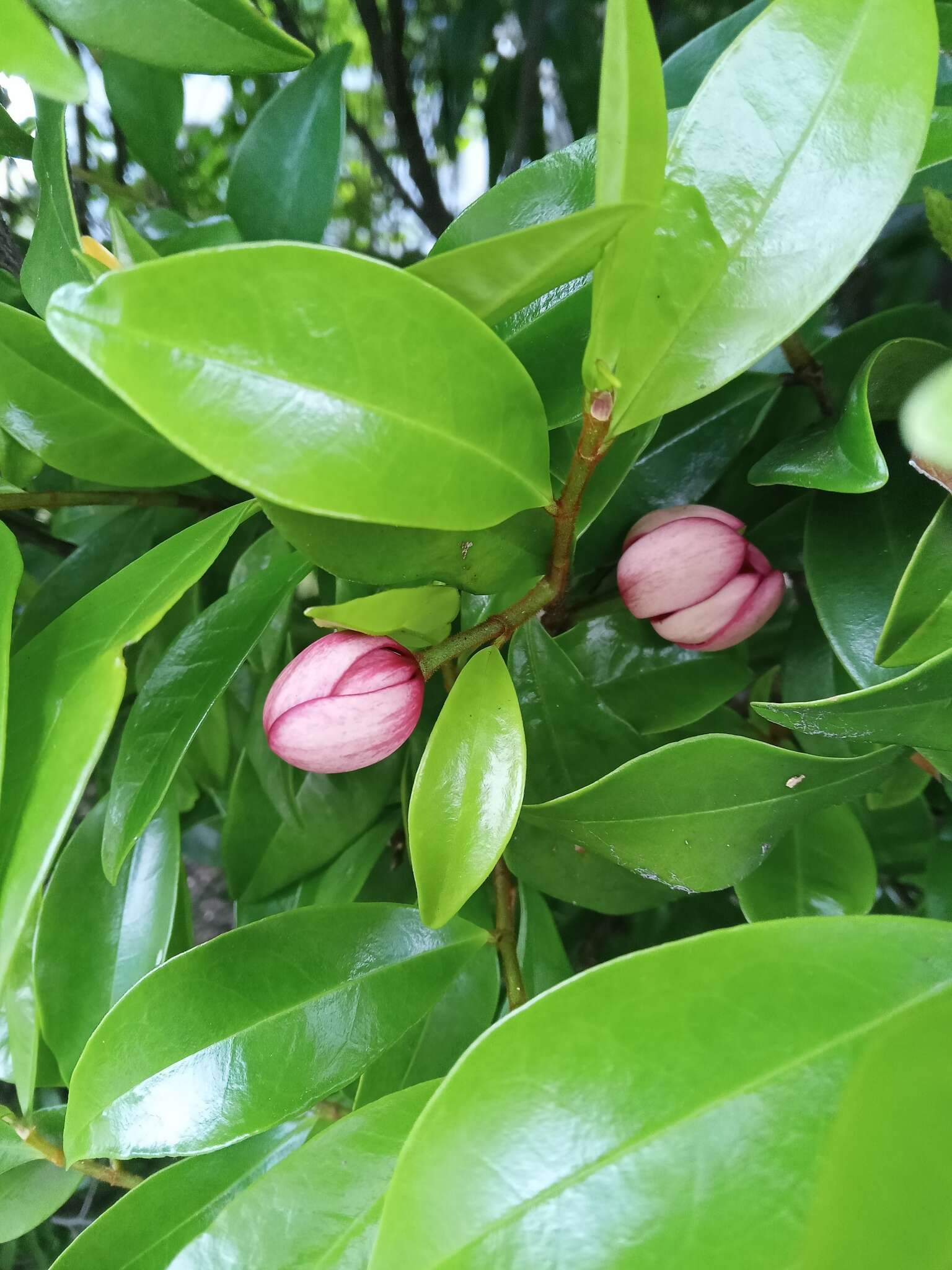 含笑花的圖片