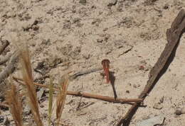 Image of Red Percher Dragonfly