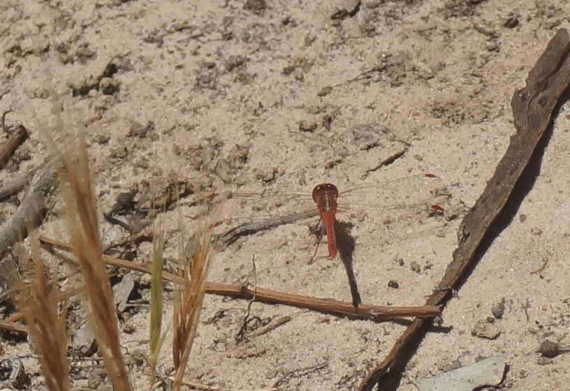 Image of Red Percher Dragonfly