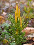 Imagem de Dendrolycopodium hickeyi (W. H. Wagner, Beitel & R. C. Moran) A. Haines