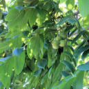 Image of hybrid walnut