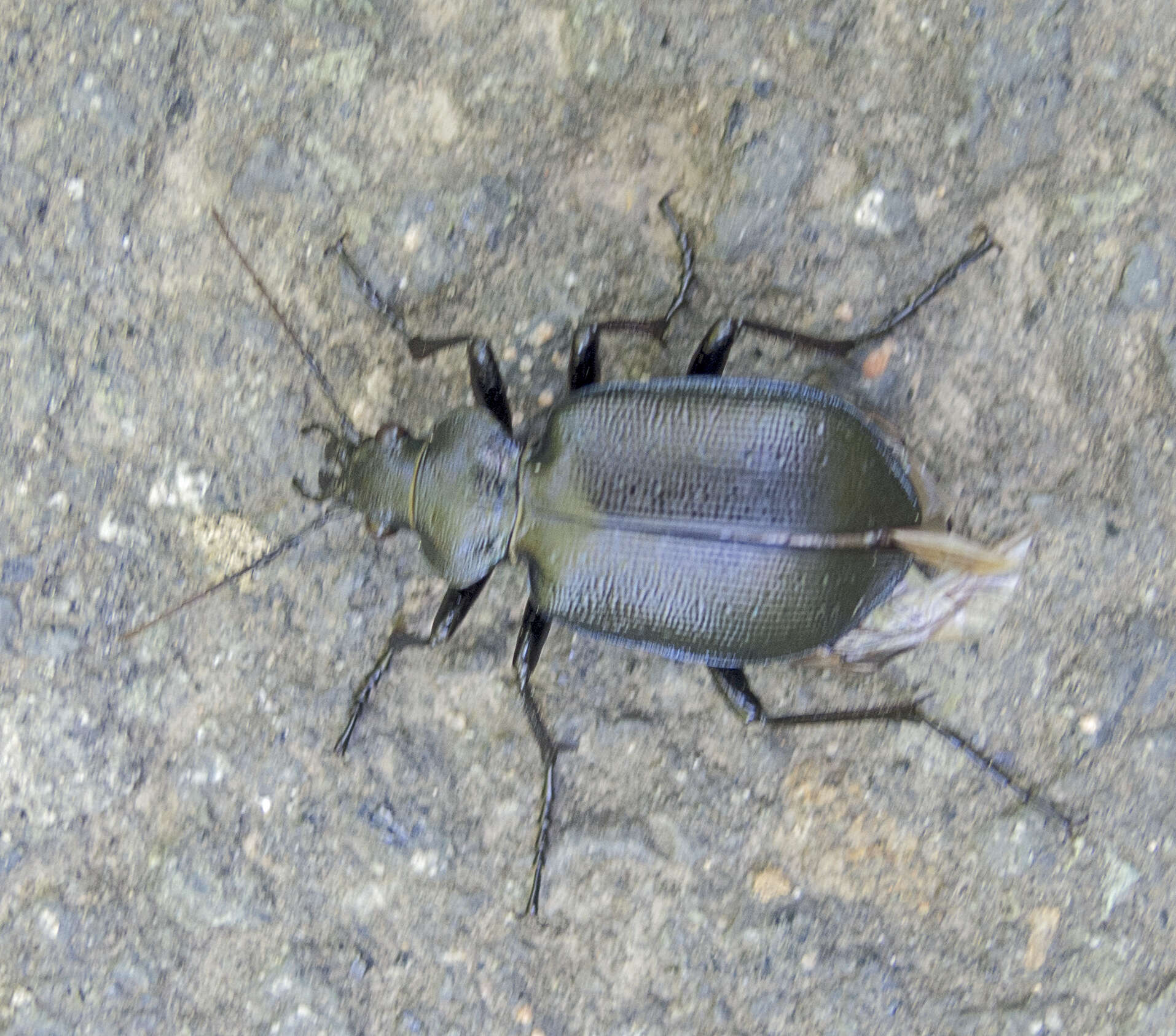 Слика од Calosoma (Calosoma) inquisitor (Linnaeus 1758)