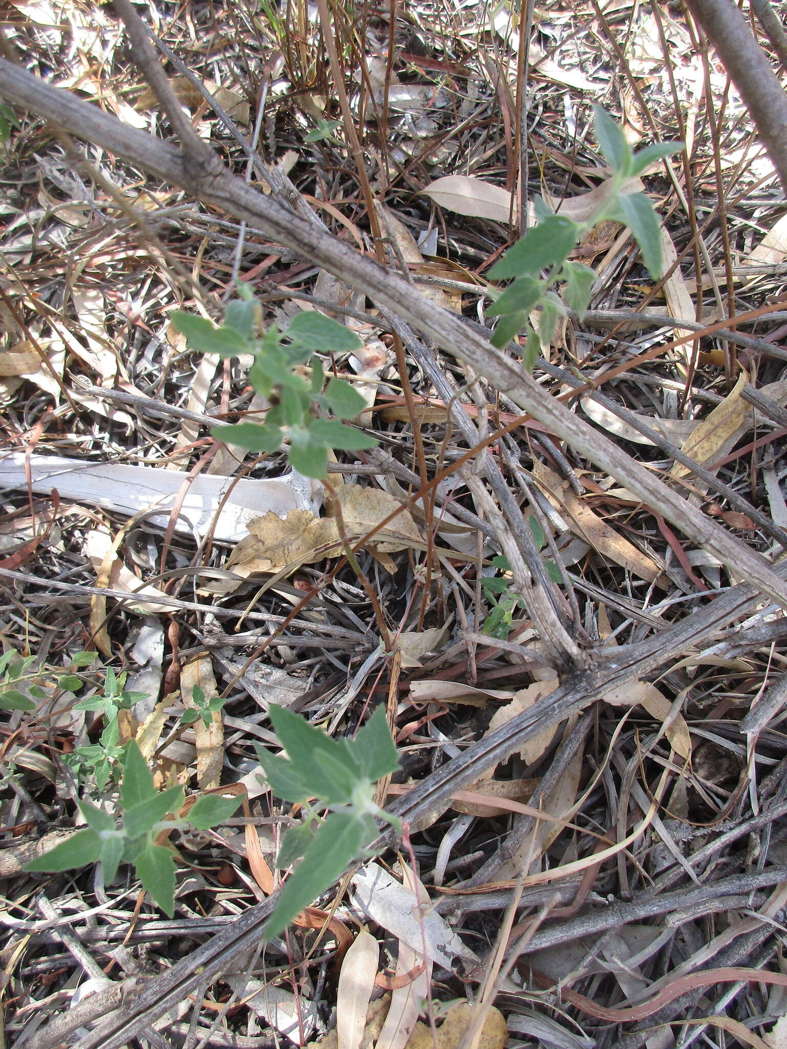 Image of Mentha australis R. Br.