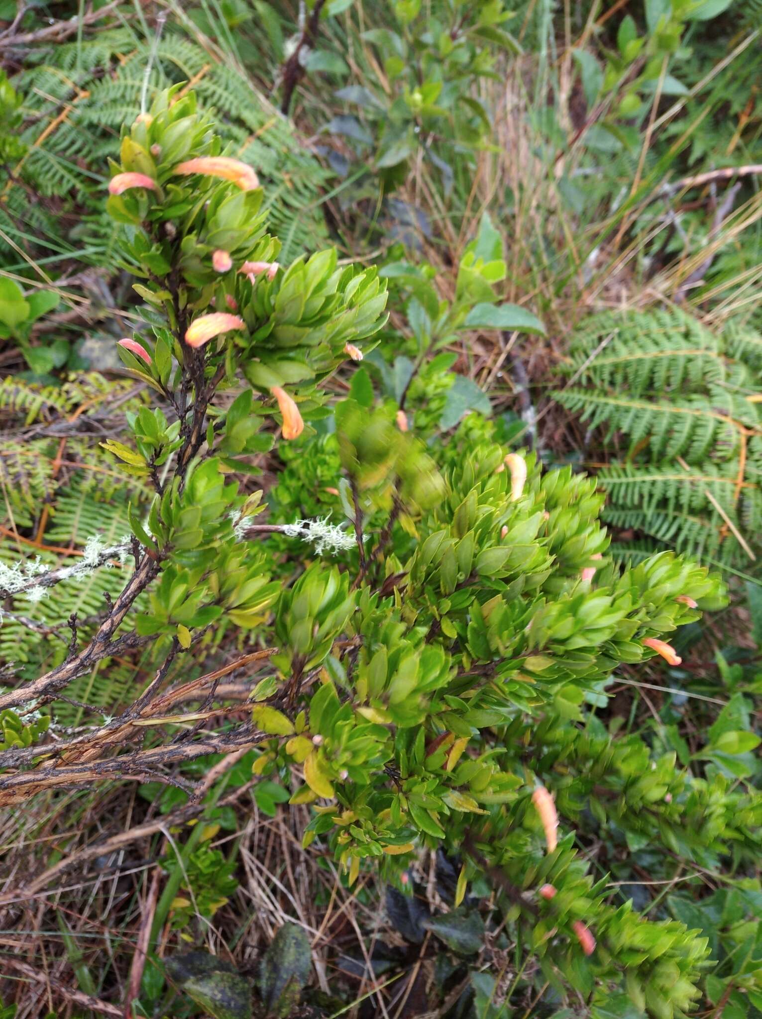 Imagem de Clinopodium taxifolium (Kunth) Govaerts