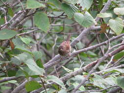 Image of Japanese Accentor