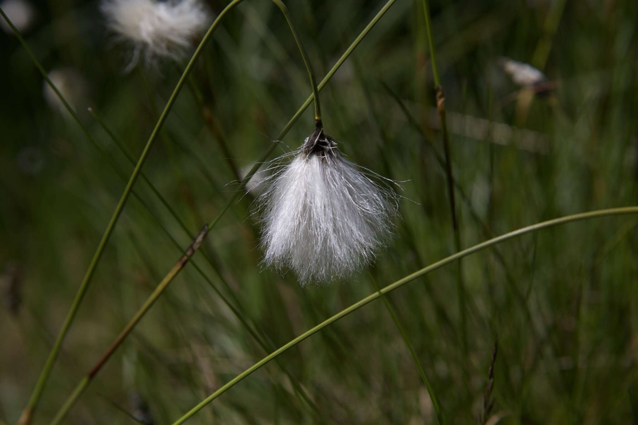 Image de Linaigrette dense