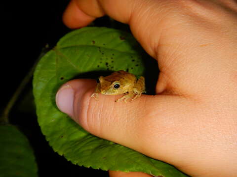 Image of Tandapi robber frog