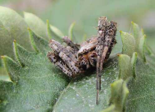 Image of Pararaneus perforatus (Thorell 1899)