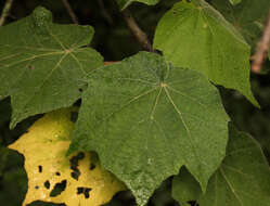 Image de Dombeya pulchra N. E. Br.