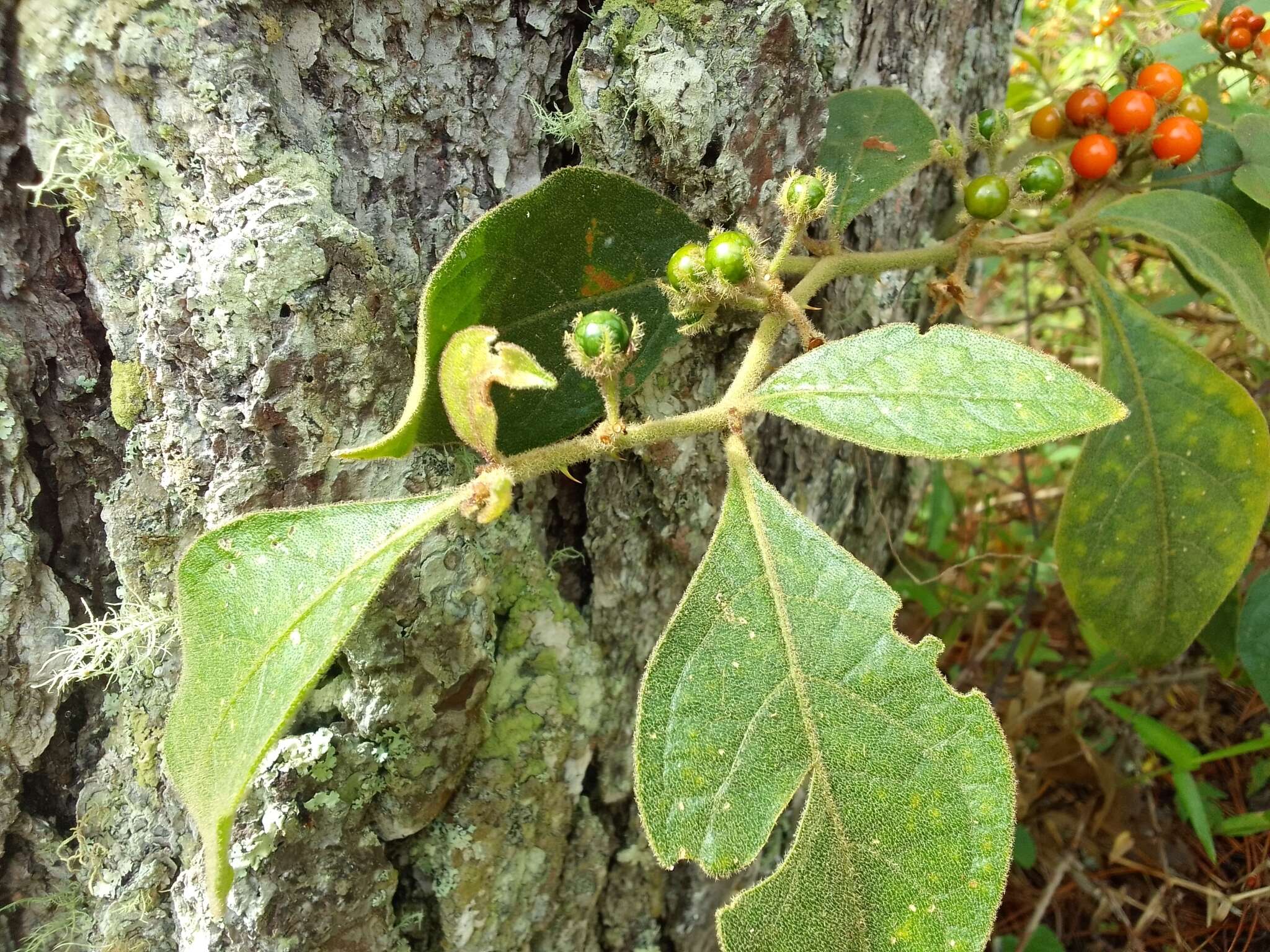 Image of Jamaican Nightshade