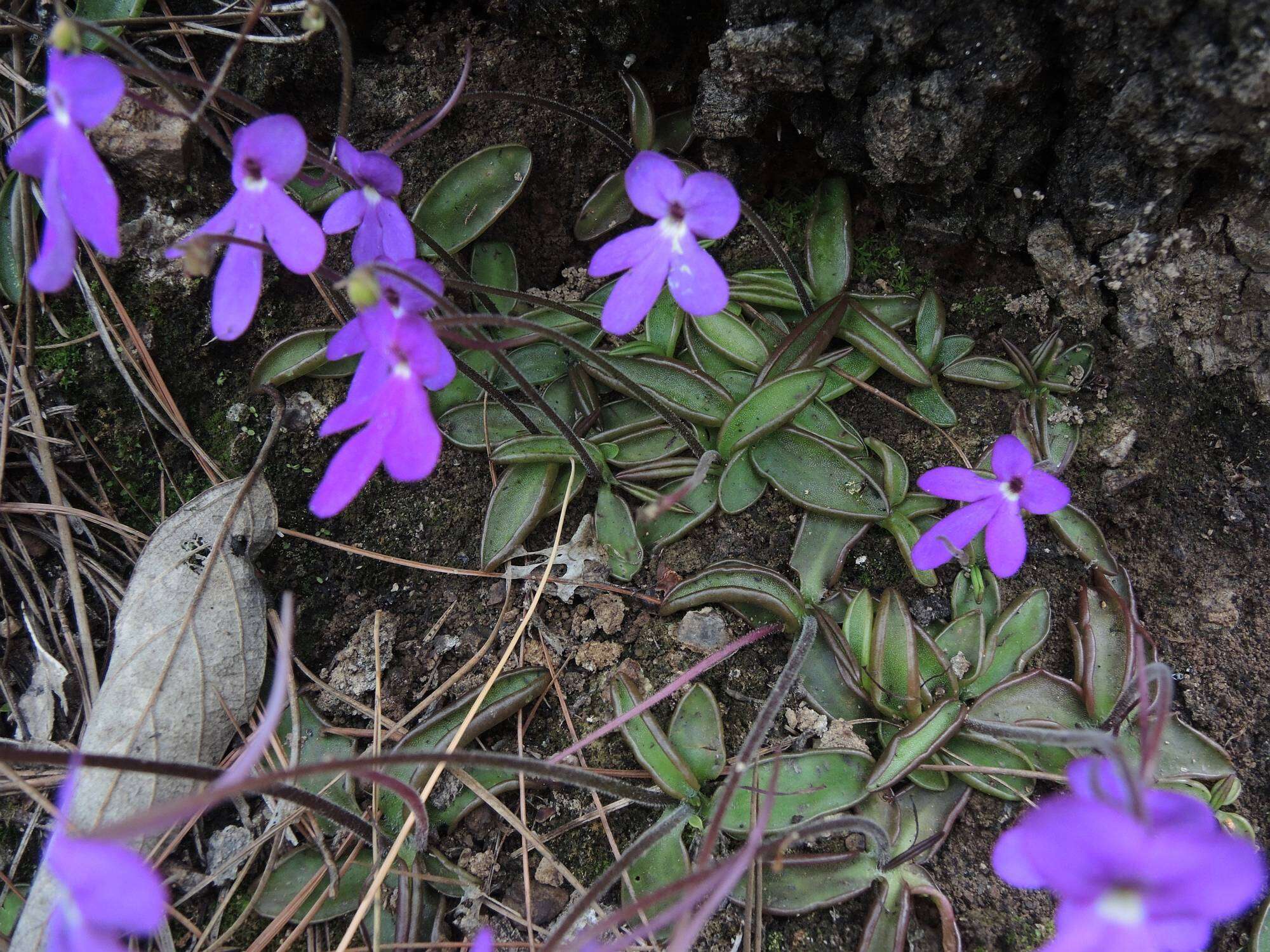 Pinguicula oblongiloba A. DC.的圖片