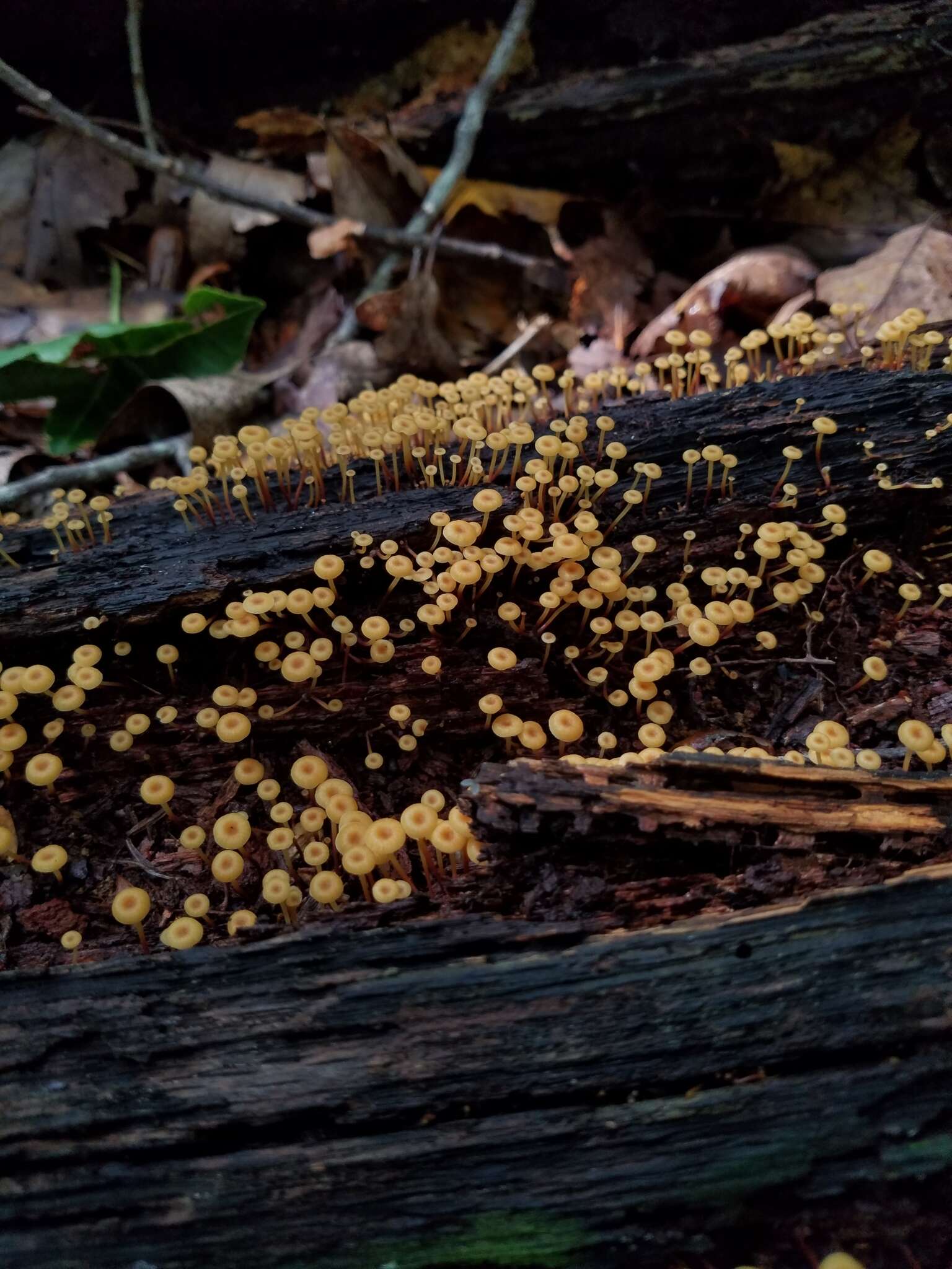 Image of Xeromphalina kauffmanii A. H. Sm. 1953