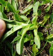 Ononis spinosa subsp. spinosa的圖片