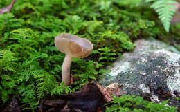 Imagem de Helvella macropus (Pers.) P. Karst. 1871